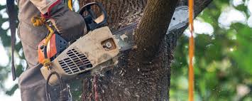 Best Tree Health Inspection  in Kenilworth, PA