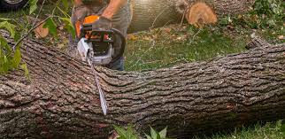 How Our Tree Care Process Works  in  Kenilworth, PA