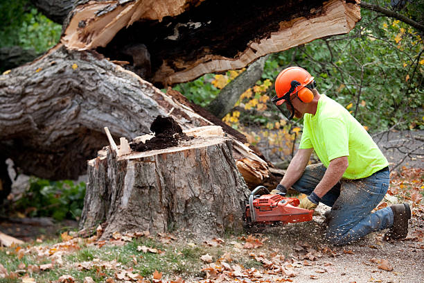 Best Tree Trimming and Pruning  in Kenilworth, PA