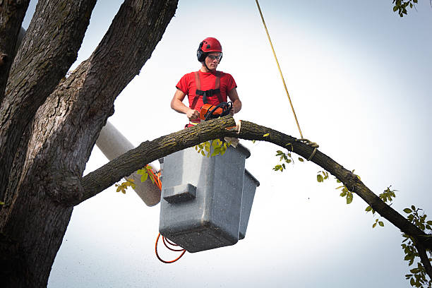 Best Commercial Tree Services  in Kenilworth, PA