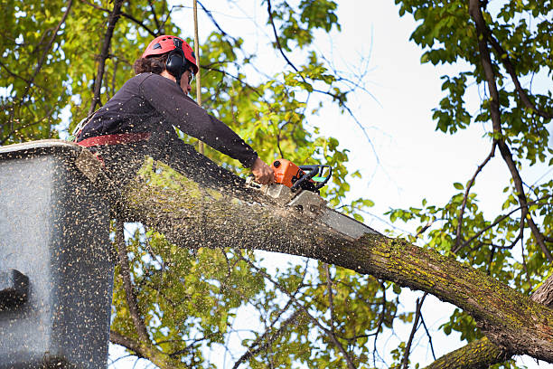 Best Utility Line Clearance  in Kenilworth, PA