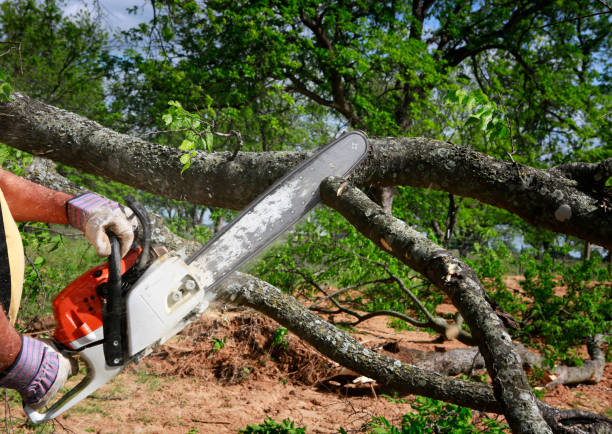 Best Tree Cabling and Bracing  in Kenilworth, PA